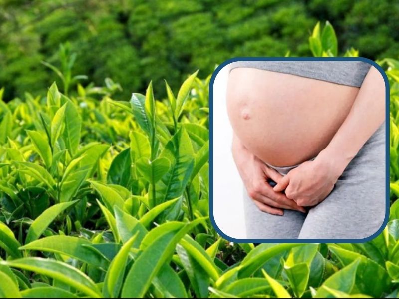Mẹo dân gian chữa viêm âm đạo khi mang thai bằng lá trà xanh