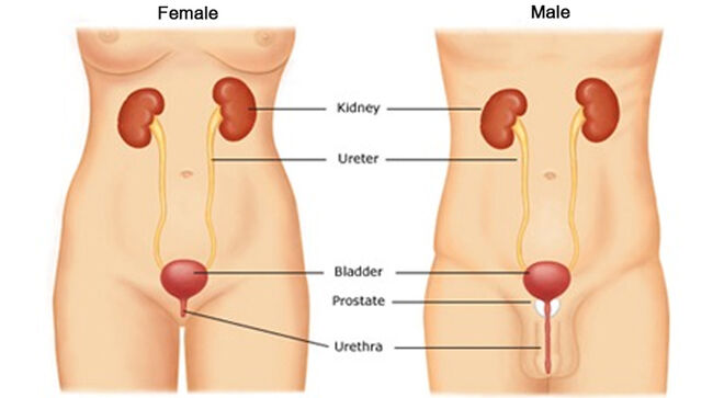 Bệnh viêm đường tiết niệu có lây không?