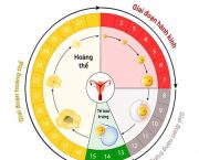 kien-thuc-huu-ich-ve-chu-ky-kinh-nguyet