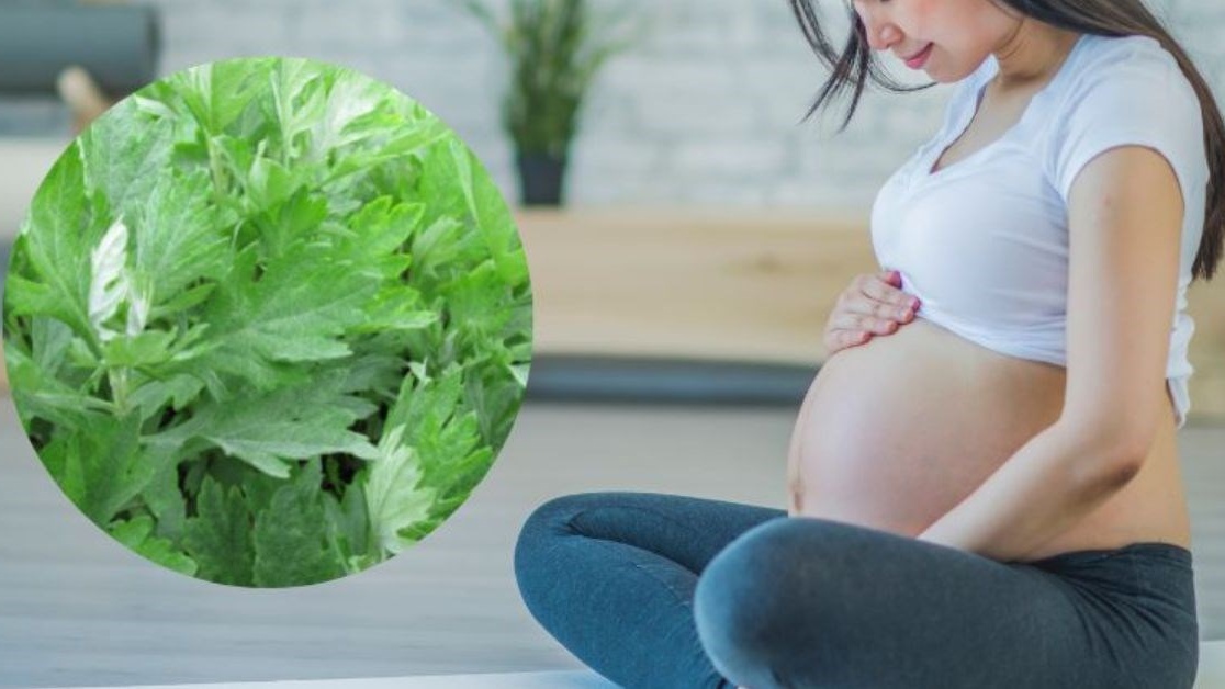 Bà bầu có ăn được lá ngải cứu không?