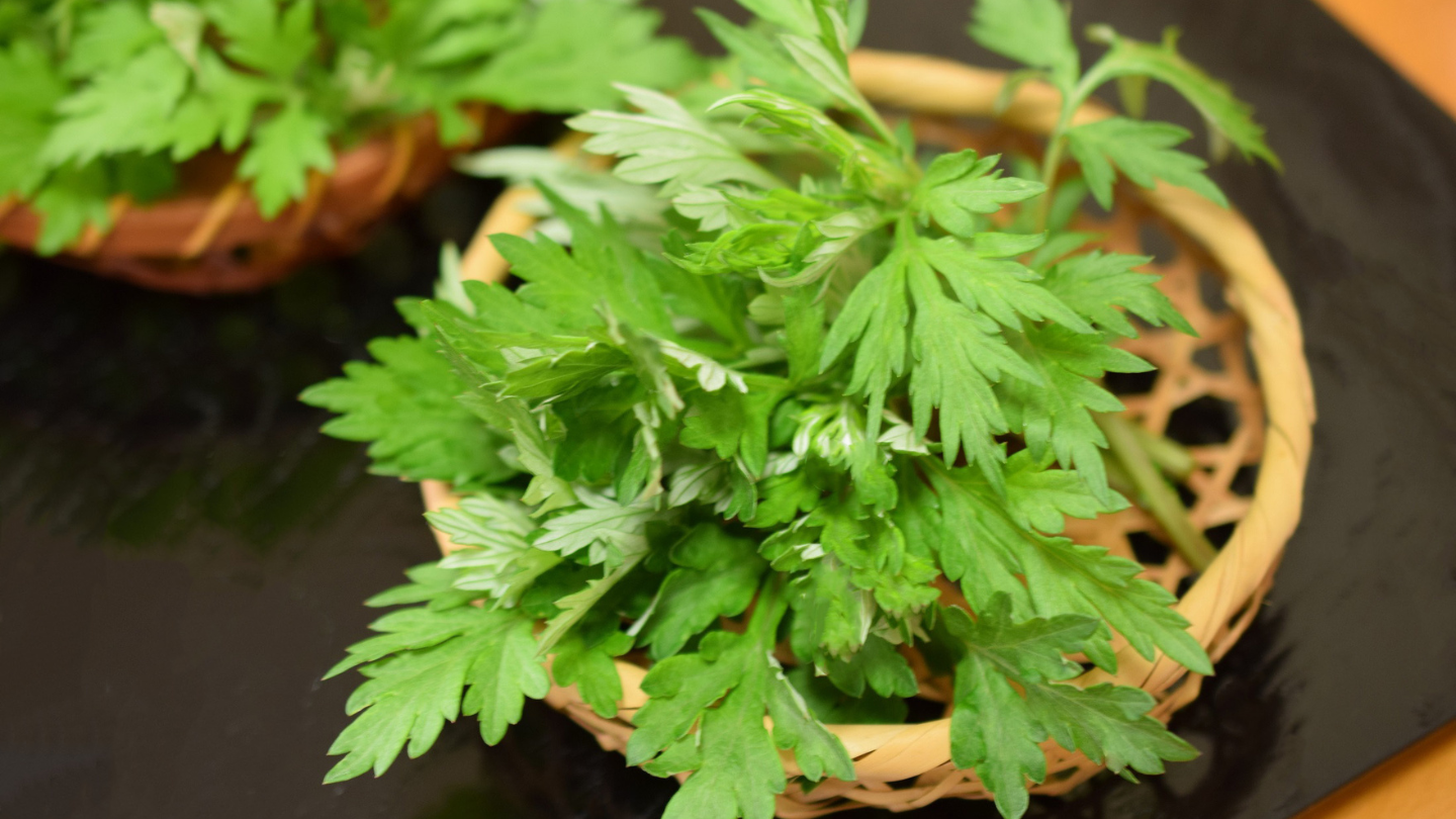 Công dụng của lá ngải cứu