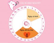 bi-quyet-giup-chu-ky-kinh-nguyet-deu-hon